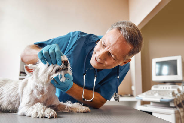 Best 24-Hour Emergency Dentist in Old Fig Garden, CA